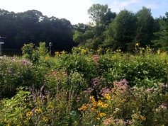 Pollinator garden with variety of blooming native prairie plants
