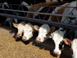 Cows at a feeder