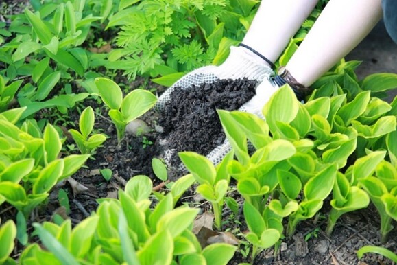 Plant photo for composting workshop