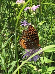 Butterfly on bee balm