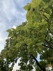 Leaves of a catalpa tree