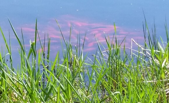 Goldfish or koi released into a natural Minnesota pond