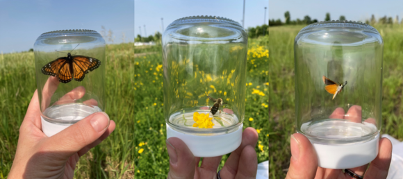 Three photos of pollinators captured in jars with a prairies and sky in background - monarch, bee, and small butterfly