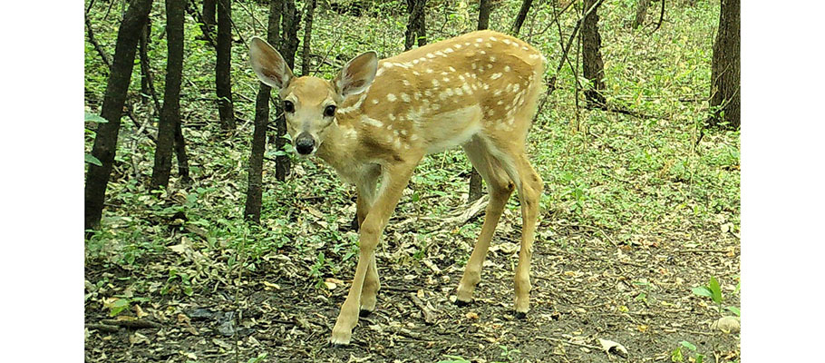 fawn photographed with Hennepin County trail cam