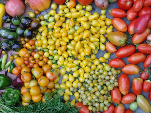 Overhead view of tomatoes and other summer produce