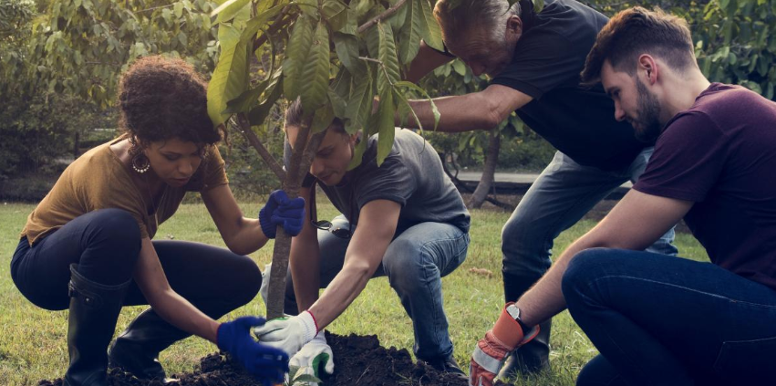 People planting a tree together