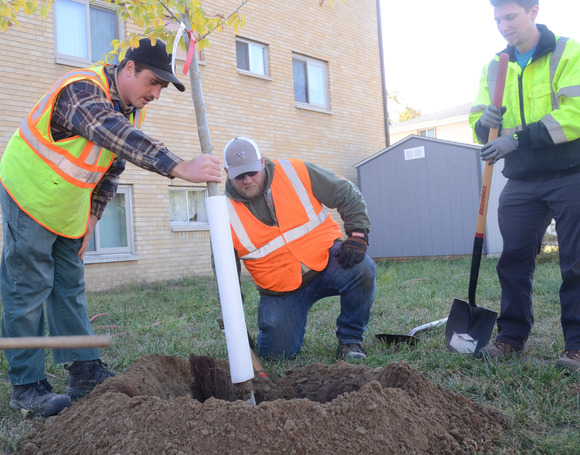 Three men in high vis vests planting a tree next to an apartment building