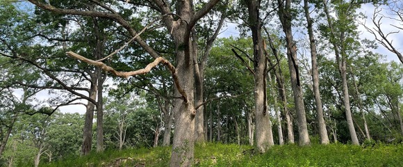 Large trees