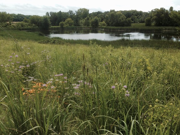 Wetland and prairie restoration in Independence