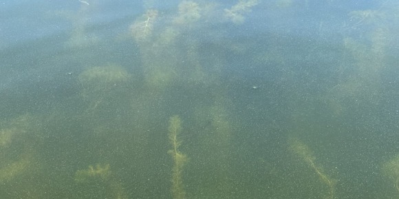 Eurasian watermilfoil found at Sweeney Lake