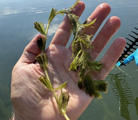 Hand holding Eurasian watermilfoil