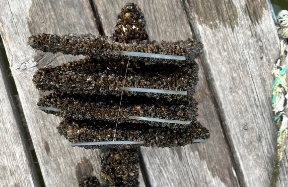 Zebra mussels attached to plate sampler