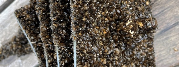 Close-up of zebra mussels on plate sampler