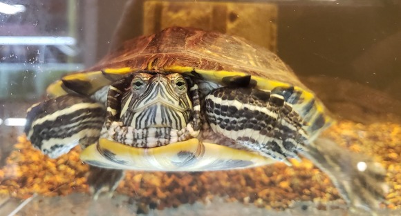 Turtle in pet store