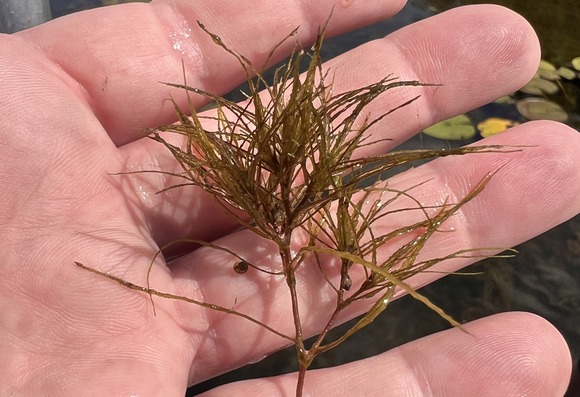 Hand holding brittle naiad