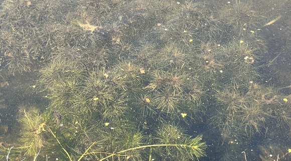 Brittle naiad in lake