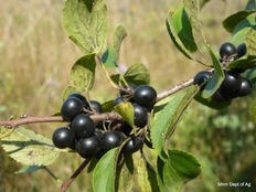 buckthorn berries