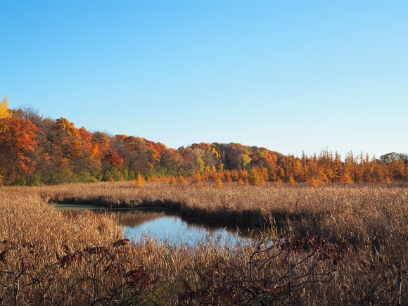 Wetland surrounded by forest with changing fall colors 