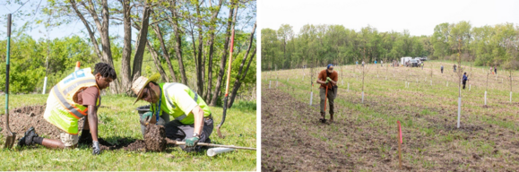 Photo of a forester and Northside Safety NET intern looking at the roots of a tree, photo of a person digging a hole a large reforestation project