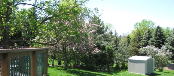 backyard trees