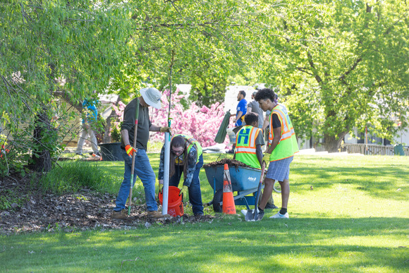 Four people working on planting a tree in a park