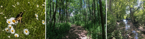 Photos from the Minnetrista conservation easement, including butterfy on flower, path through woods, stream in forest