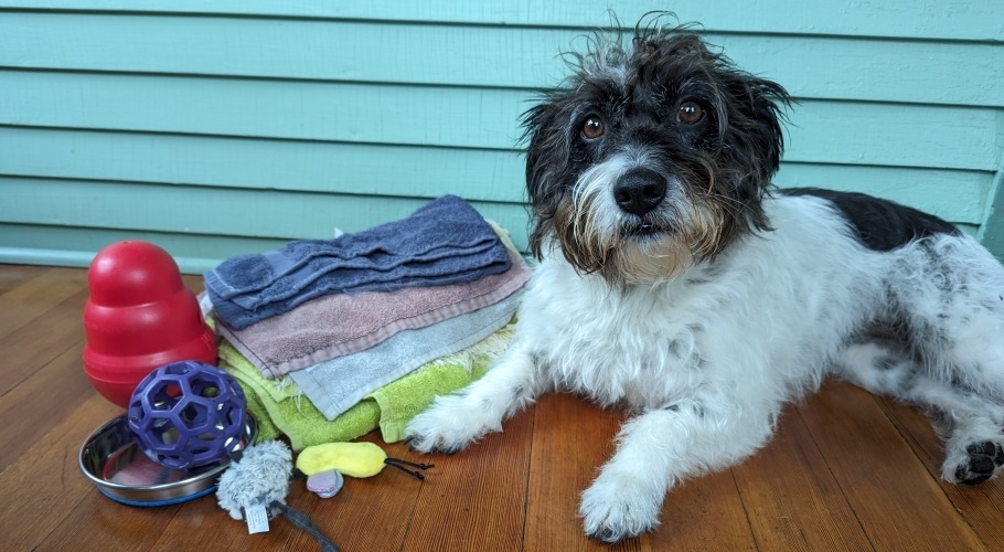 Dog laying by toys and towels