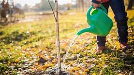 Watering Tree