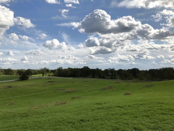 Green field with trees on the edge and blue skies with puffy white clouds