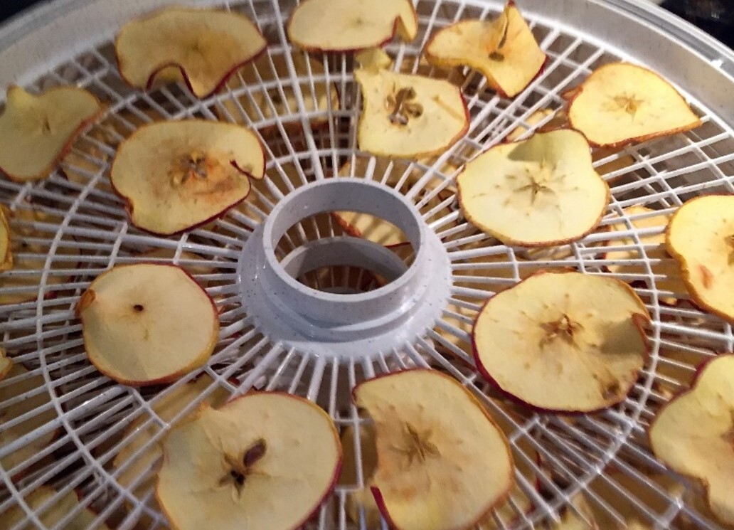 Apple slices drying on a food dehydrator