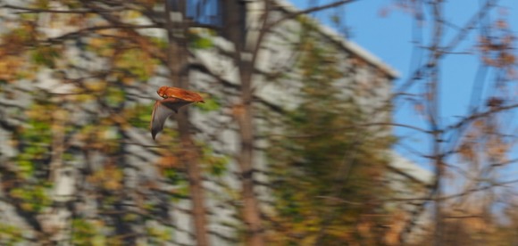 Brown bat flying by blurry trees and building