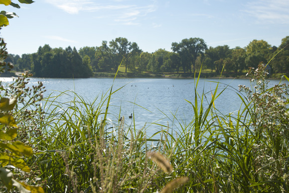 Powderhorn lake with shore grasses and flowers in foreground