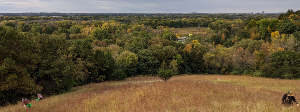 People with buckets in a hillside prairies collecting seeds