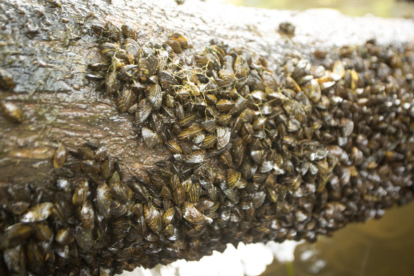 Zebra mussels on a log