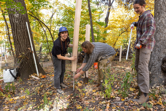 GreenCorps members place protective sleeves over newly planted trees