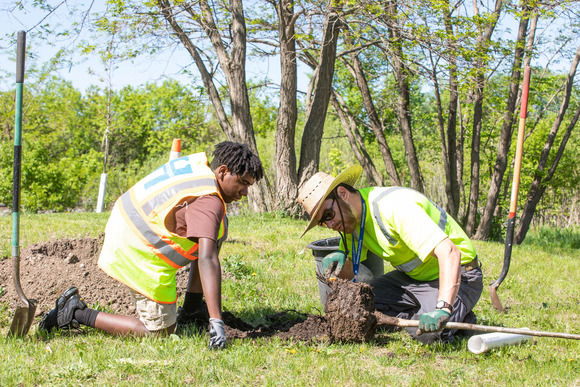 County forester showing a Northside Safety NET interns tree roots as they work on planting trees at the Homewood site