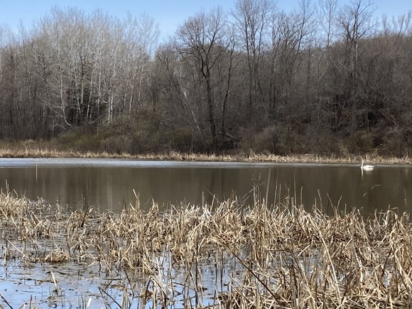 Swan swimming in pond next to forest