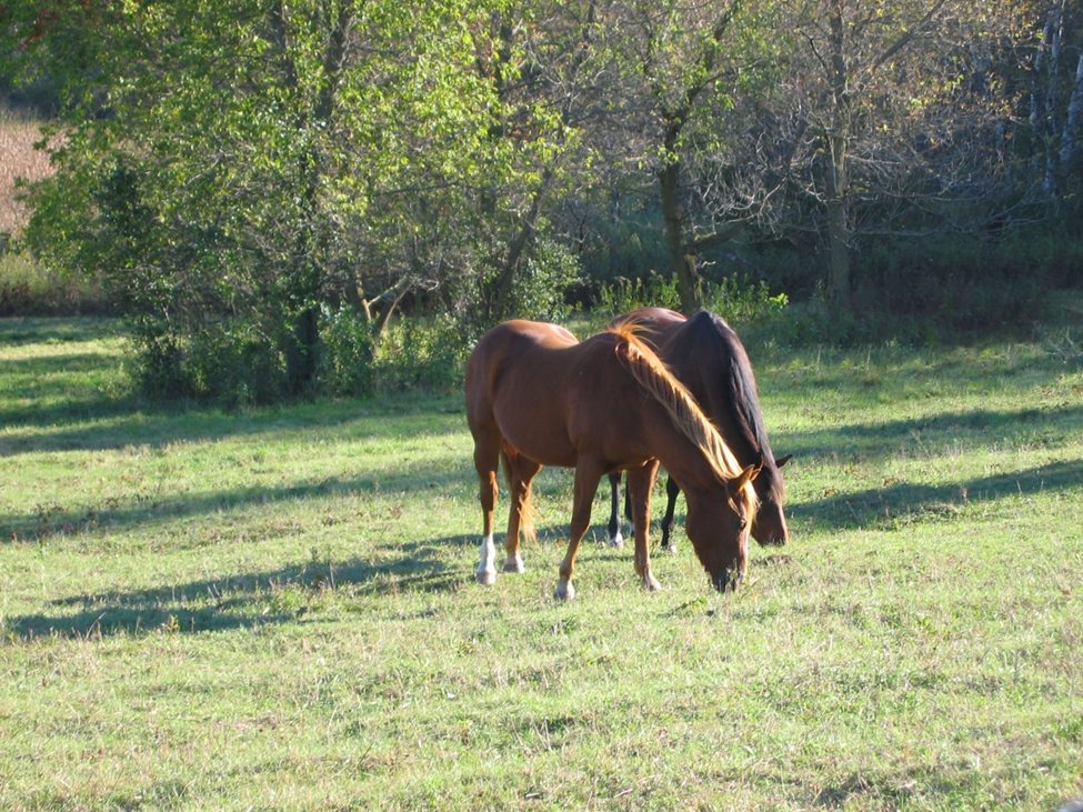 Two horses grazing in a pasture
