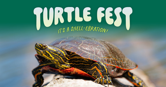 Turtle Fest