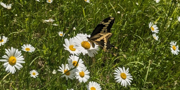 Butterfly on a flower