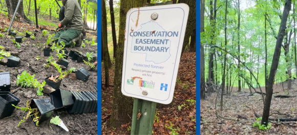 Three photos: baby ephemeral plants being planted, conservation easement boundary sign, and landscape