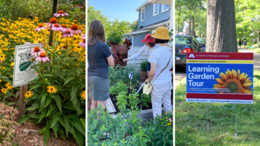 Photos from past Hennepin County Learning Garden events.