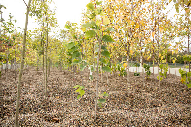 gravel bed tree nursery