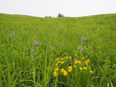 Prairie bluff with flowers in foreground 