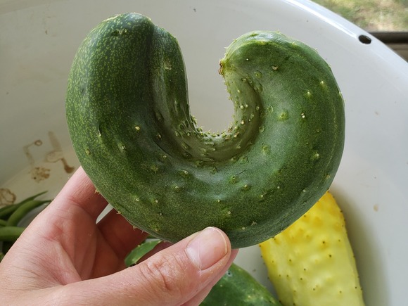 ugly cucumber