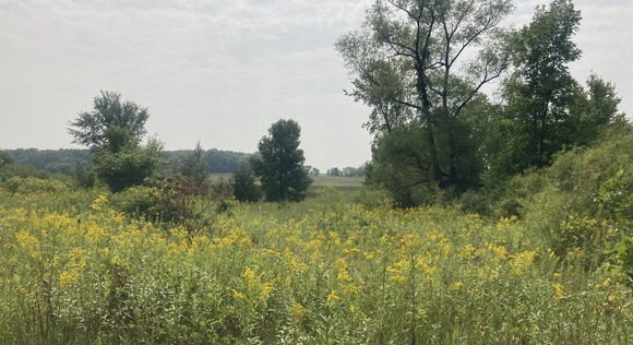 Prairie landscape with blooming flowers