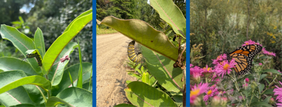 collage of three images showing monarch butterflies on flowers and plants
