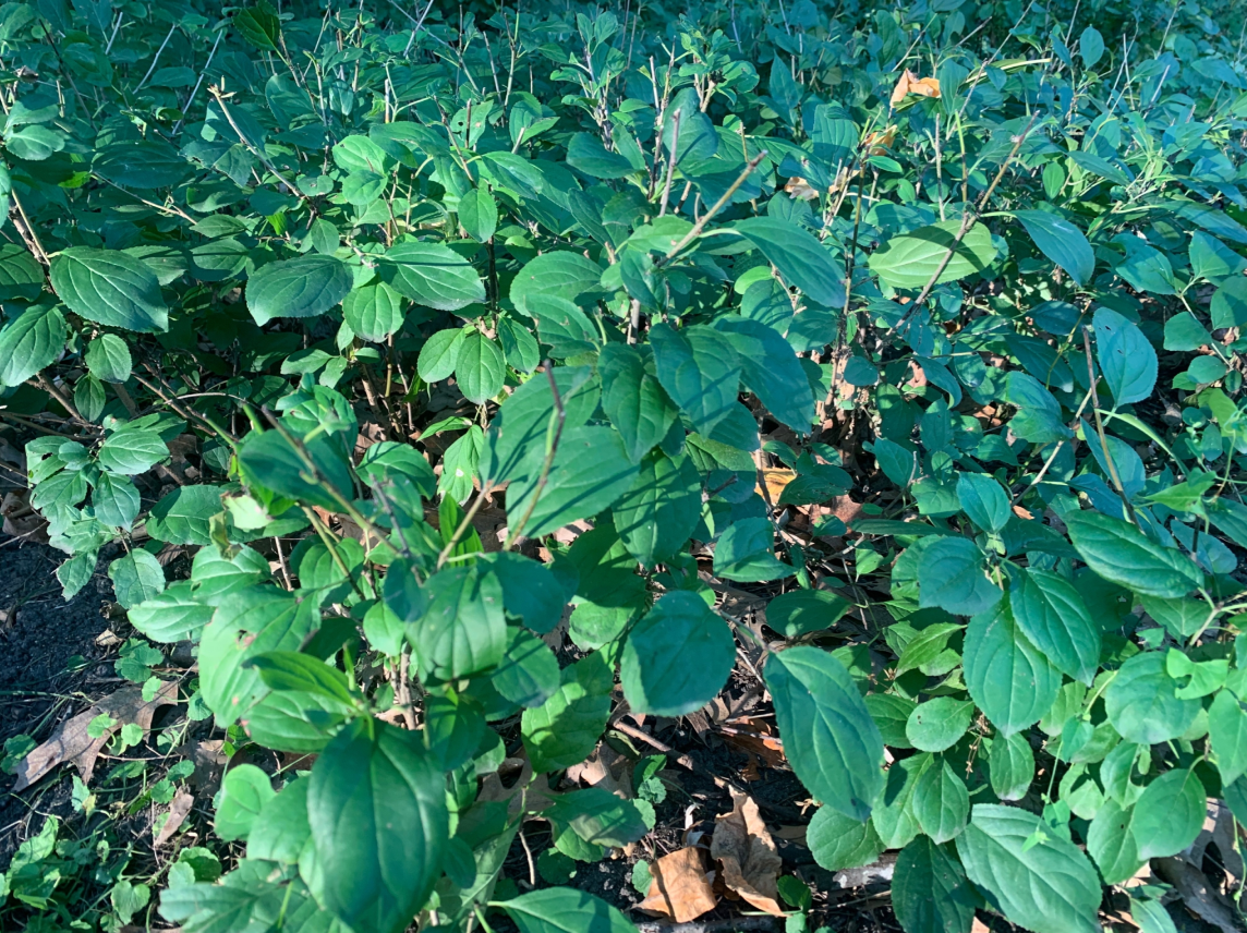 Buckthorn plants