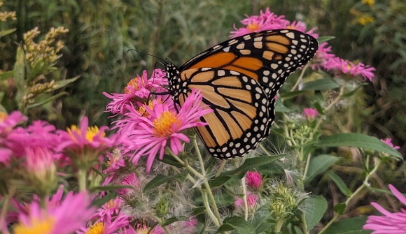 Monarch butterfly on flower