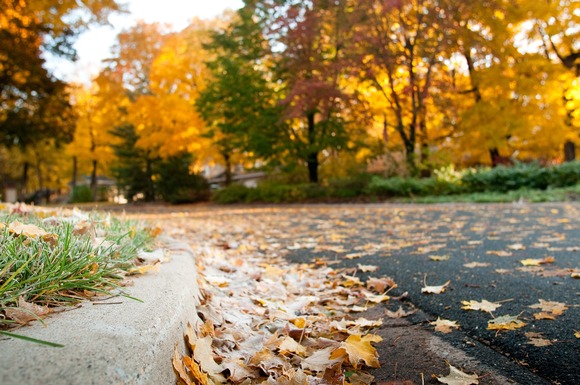 Orange fallen leaves line the curb on a tree-lined street